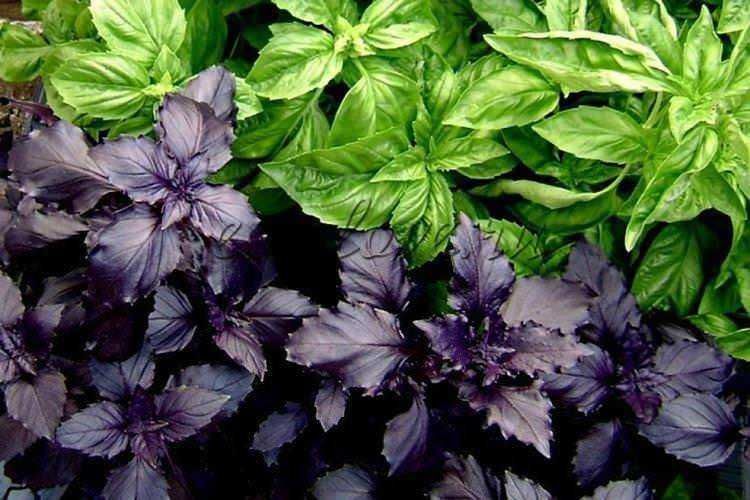 Fogliame di basilico viola e verde, erbe aromatiche utilizzate in cucina per impreziosire piatti e insalate.