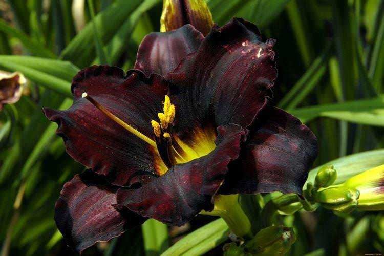 Fiore di giglio nero, fioritura elegante e rara, con petali scuri e dettagli dorati, circondato da foglie verdi rigogliose in un giardino estivo.