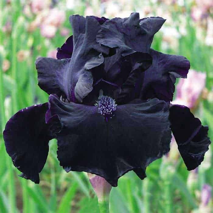 15 Piante con fiori neri da interno e giardino - Iris (Iris nigricans "Dark Vader", "Superstizione")