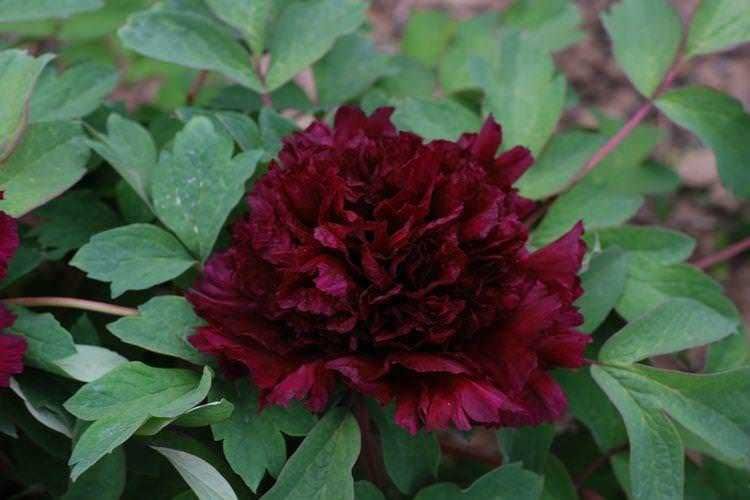 15 Piante con fiori neri da interno e giardino, dalla Regina della notte 12 15 Piante con fiori neri da interno e giardino - Peonia