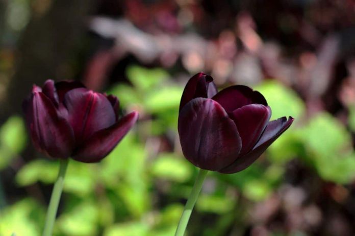 15 Piante con fiori neri da interno e giardino - Tulipano «Regina della notte»