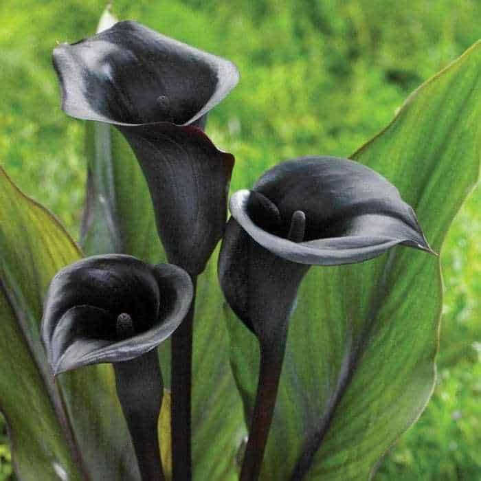 Filigrana di fiori di calla nera in un giardino verde lussureggiante, piante ornamentali, eleganza botanica, ideale per decorazioni estive, foto macro di fiori esotici, natura selvaggia e raffinata.