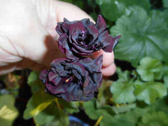 - Fiori di sanpietrino nero con foglie verdi in giardino.