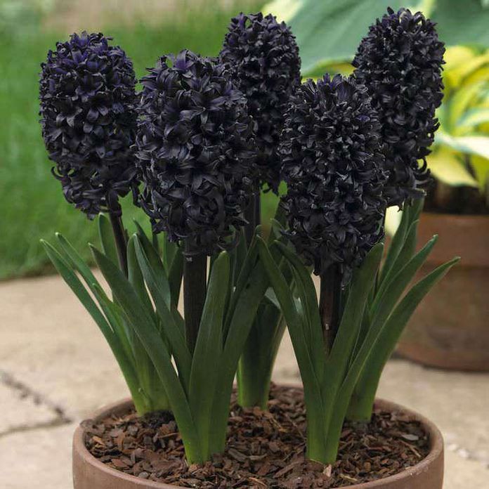 15 Piante con fiori neri da interno e giardino- Giacinto (Giacinto "Mistica di mezzanotte")
