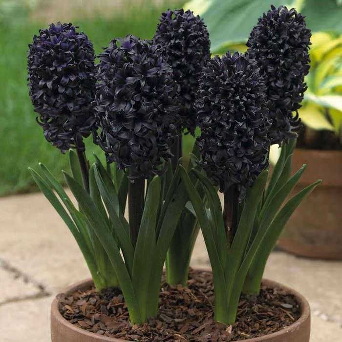 15 Piante con fiori neri da interno e giardino, dalla Regina della notte 6 Bulbi di Giacinto con fiori viola scuro in vaso di terracotta, piantati in terriccio, pronti a sbocciare in primavera, decorativi per giardini e balconi, simbolo di amore e sportività.
