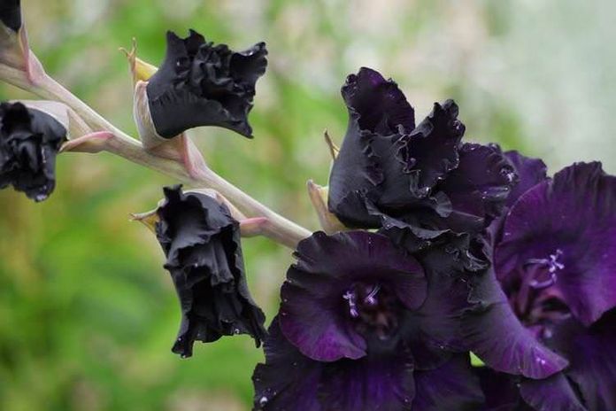 15 Piante con fiori neri da interno e giardino - Gladiolo (Gladiolo X hortulanus 'Black Jack')