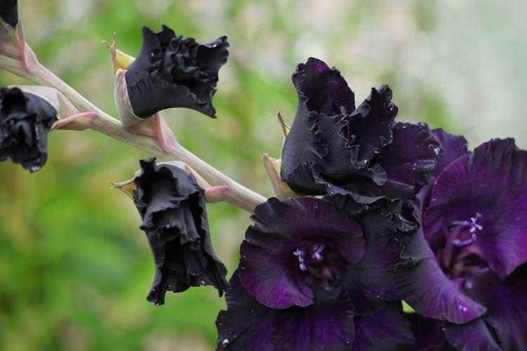15 Piante con fiori neri da interno e giardino, dalla Regina della notte 8 Dalia nera e viola con grandi petali ricurvi in giardino, fioritura primaverile, colore intenso, piante ornamentali, decorazione floreale, bellezza naturale, fiori colorati per giardini e mazzi.