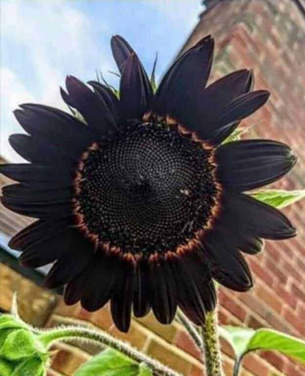 Sunflower con petali neri e centro scuro, in un giardino soleggiato con sfondo di muro di mattoni, simbolo di bellezza insolita e natura sorprendente.