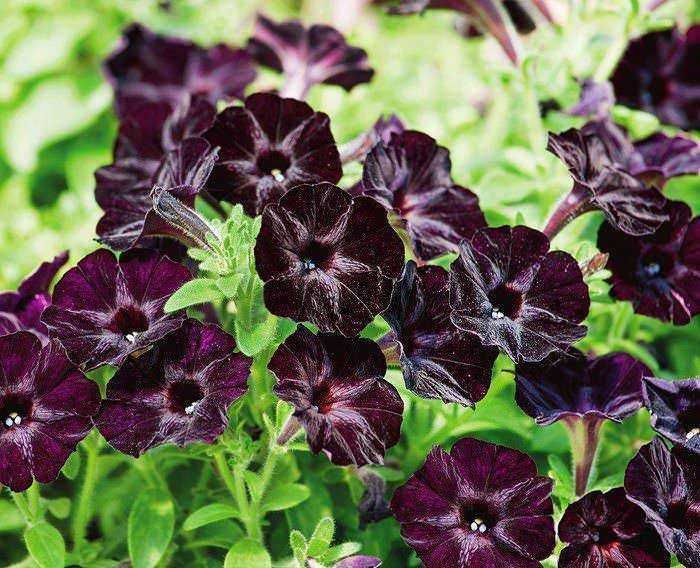 Fiori di petunia viola scuro con foglie verdi, perfetti per decorazioni floreali e giardini.