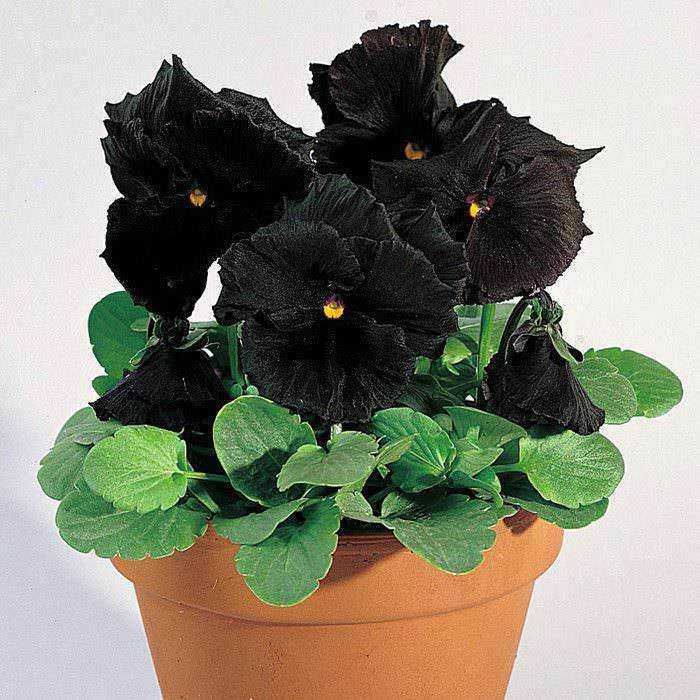 15 Piante con fiori neri da interno e giardino, dalla Regina della notte 16 Fiori di streptocarpus neri in vaso, pianta ornamentale con foglie verdi e fiori scuri, ideale per decorazione interna e giardini.