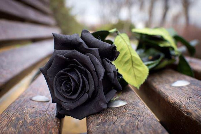 15 Piante con fiori neri da interno e giardino