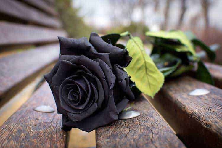15 Piante con fiori neri da interno e giardino, dalla Regina della notte 14 Unpesco rosa nero con foglie verdi su panchina di legno, simbolo di eleganza e mistero, ideale come idea regalo o decorazione romantica. Perfetto per occasioni speciali o per esprimere affetto.