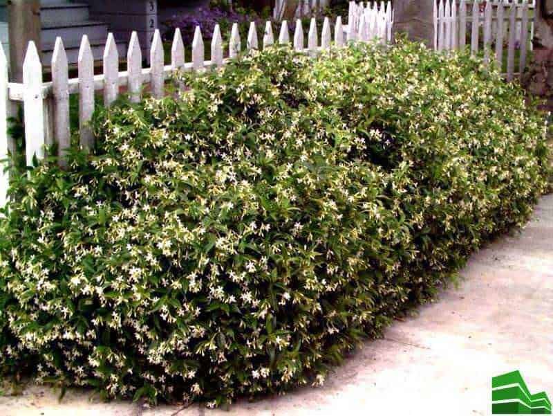 Michelia shrub fiorita lungo la recinzione bianca in giardino, pianta ornamentale molto apprezzata per le sue piccole fioriture profumate, ideale per siepi e bordure.