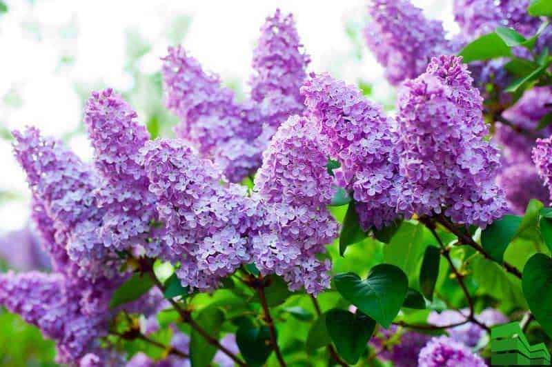 FileName: lilla-lavanda-campi-fioriti.jpg.