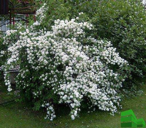 Fiore di gelsomino in giardino con fiorellini bianchi profumati, pianta ornamentale ed aromatica perfetta per balconi e terrazze.