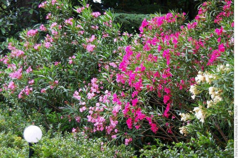 7 Siepi fiorite e piante rampicanti da giardino: storia e vantaggi 5 7 Siepi fiorite da giardino, storia e vantaggi