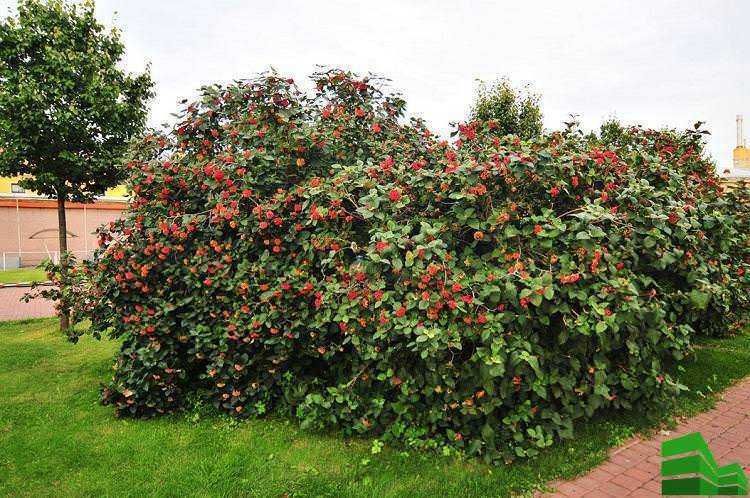 7 Siepi fiorite da giardino, storia e vantaggi