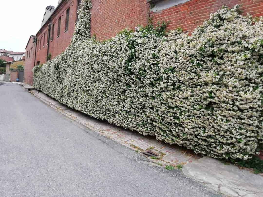 7 Siepi fiorite da giardino, storia e vantaggi
