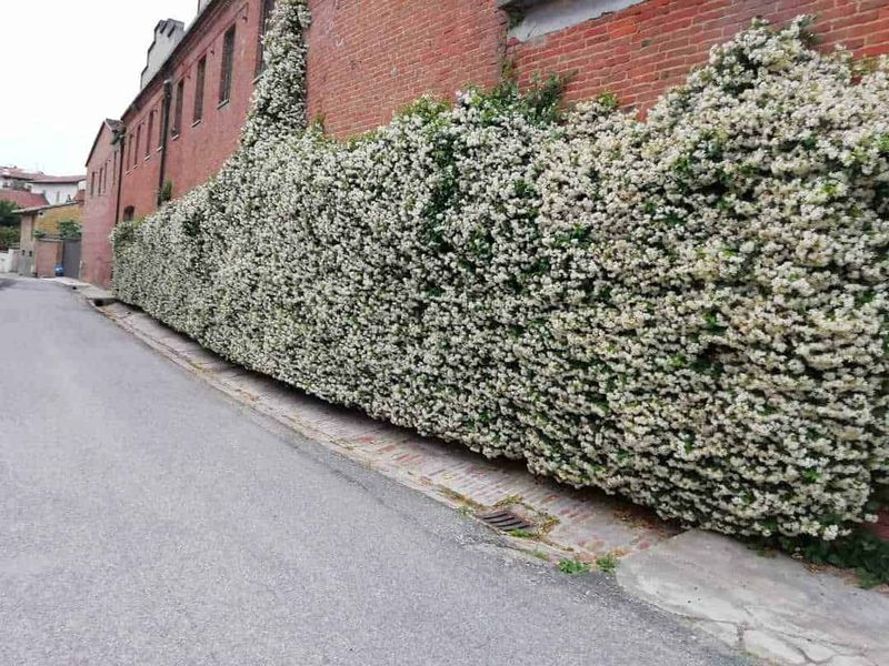 7 Siepi fiorite e piante rampicanti da giardino: storia e vantaggi 2 7 Siepi fiorite da giardino, storia e vantaggi