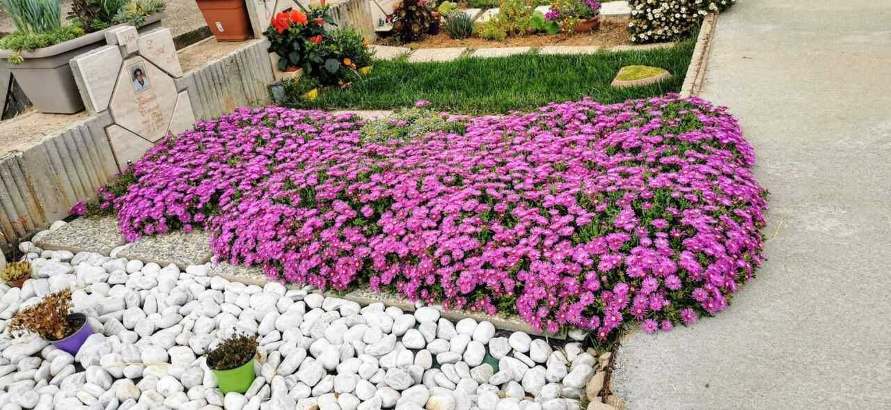 fiori e piante perenni da cimitero Fiori di rododendro rosa