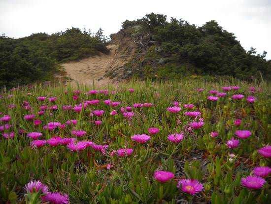 Fiori rosa su un prato verde con uno sfondo collinare ricco di vegetazione e rocce naturali, natura incontaminata e paesaggi suggestivi.
