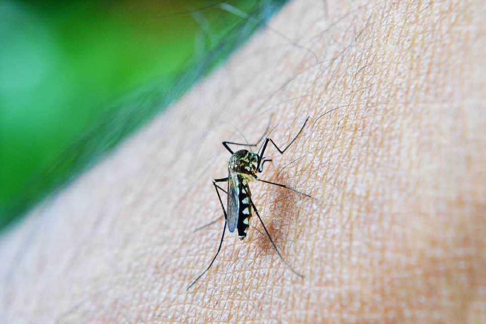 Mosquito che punge la pelle umana, evidenziando l'importanza della prevenzione delle punture e delle malattie trasmesse dagli insetti, in un contesto di salute pubblica e ambientale.