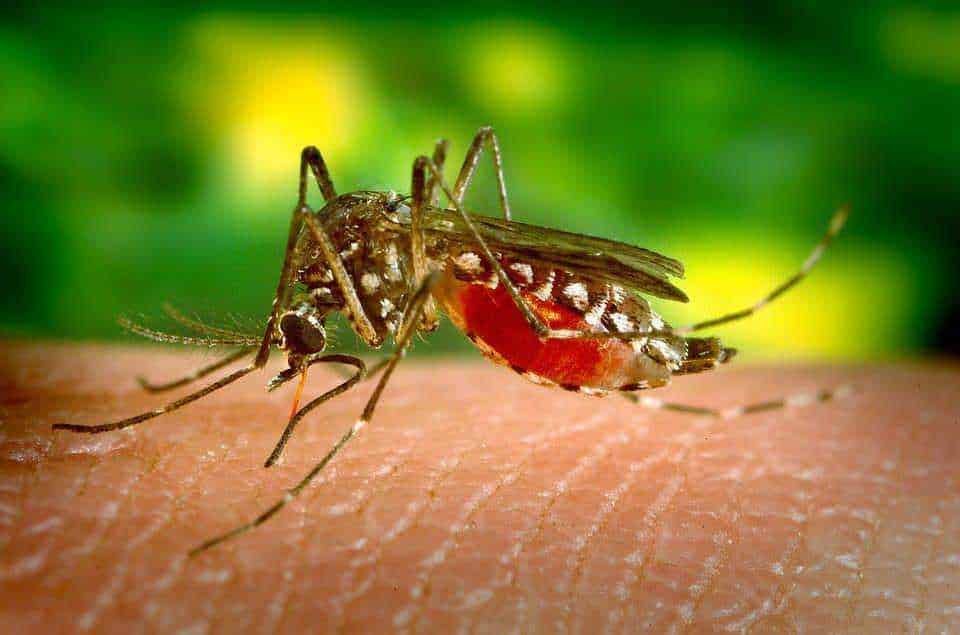 Immagine di una zanzara che punge una persona, con sangue visibile, su una pelle umana con sfondo sfocato verde naturale.