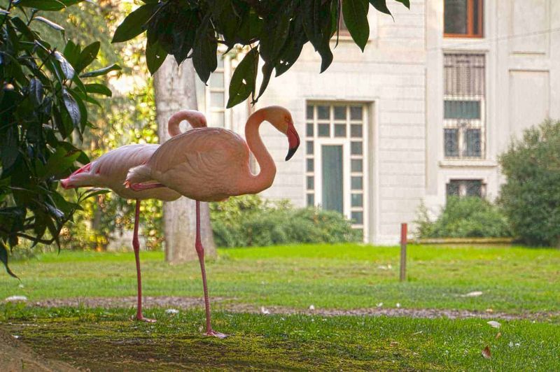 Milano, tra fenicotteri rosa e 4 luoghi segreti da scoprire inconsueti 5 Fasci di flamingo rosa in un parco cittadino con edifici storici sullo sfondo, ambiente naturale e fauna selvaggia, fotografia di animali e natura urbana per blog di appunti e reportage.