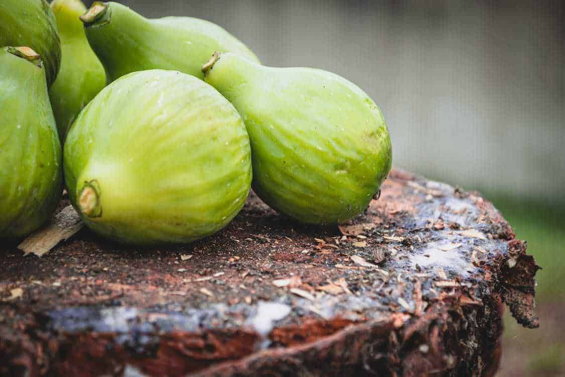 Pomodori verdi sul tronco di un albero, coltivazione naturale di ortaggi, frutta fresca e biologica, alimentazione sana, agricoltura sostenibile, raccolta ortaggi, prodotti naturali, alimenti vegetali.