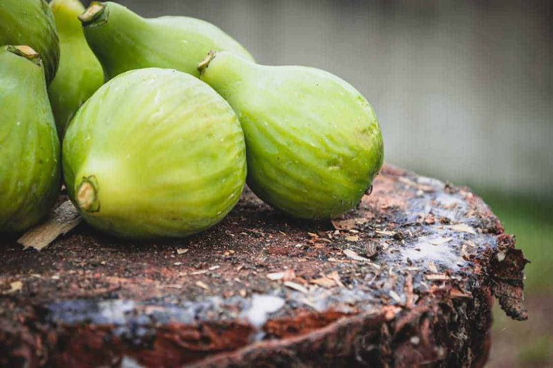 12 benefici dei fichi, frutto della longevità 2 Pomodori verdi sul tronco di un albero, coltivazione naturale di ortaggi, frutta fresca e biologica, alimentazione sana, agricoltura sostenibile, raccolta ortaggi, prodotti naturali, alimenti vegetali.