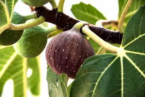Fegato di fico su albero di fico con foglie verdi, frutto maturo, natura mediterranea, alimentazione sana, health, alimenti naturali, frutta mediterranea, prodotti biologici, dieta equilibrata, alimentazione naturale, alimenti ricchi di nutrienti, cibo salutare, frutta fresca, alimenti naturali di qualità, raccolta di fichi, gastronomia mediterranea, cultura alimentare italiana, sapori autentici, frutta di stagione, superfood naturale, alimentazione sostenibile, care of nature, cibo genuino, cibo biologico, alimentazione naturale, alimenti salutari, frutta fresca e biologica, cibo naturale.