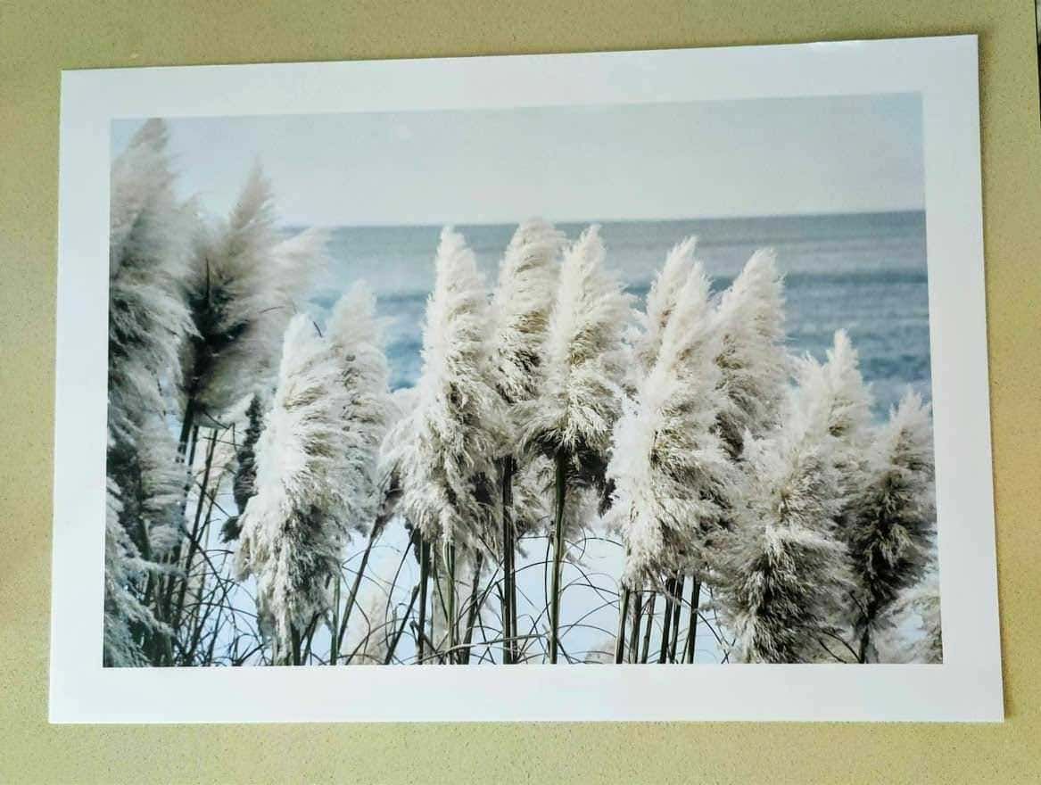 Pampas grass innevato sulla spiaggia con mare sullo sfondo, scena naturale invernale, flora marina, paesaggio marino freddo, immagini di natura selvaggia e paesaggi coste in inverno.