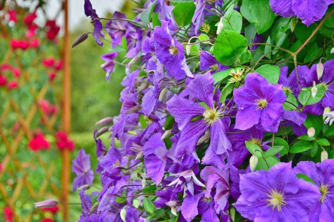 Viole rigogliose e colorate