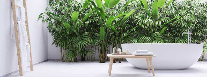 15 piante bagno cieco senza finestra: le migliori specie con poca luce 2 Piante per bagno cieco senza finestra: 15 piante bagno cieco senza finestra: le migliori specie con poca luce. Fioritura di piante verdi in bagno con vasca da bagno vintage, illuminata da candele e luci soffuse, creando un'atmosfera rilassante e naturale. Decorazioni di stile boho chic e ambientazione accogliente.