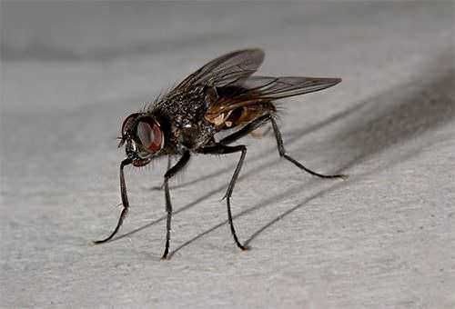 Mosca, insetto comune, vista da vicino su superficie grigia, in movimento, evidenziando dettagli dell'occhio e delle ali.