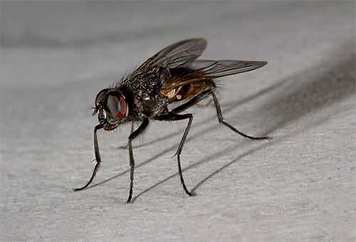 4 tipi d’insetti in casa, danni e rimedi - mosca
