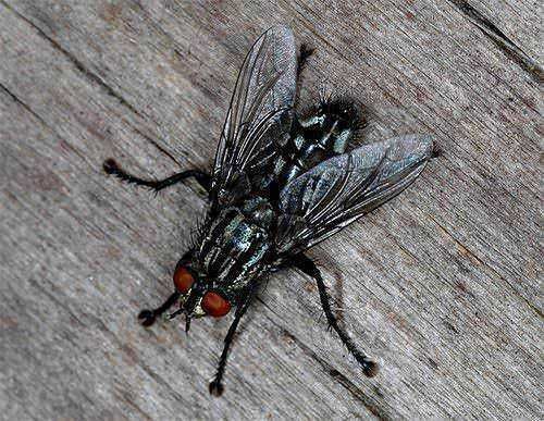 Un insetto volante su una superficie di legno, con dettagli nitidi delle sue ali, occhi rossi e corpo nero, ideale per contenuti sulla biodiversità e la natura.