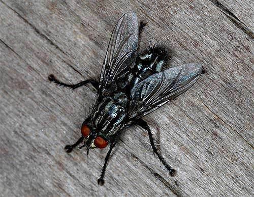 4 tipi d’insetti in casa, danni e rimedi - moscone grigio