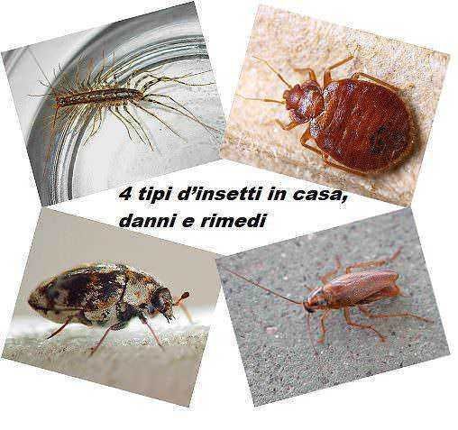 Insetti in casa:pidocchi, cimici, tarme, insetti striscianti; rimedi naturali e soluzioni per eliminare danni e infestazioni domestiche.