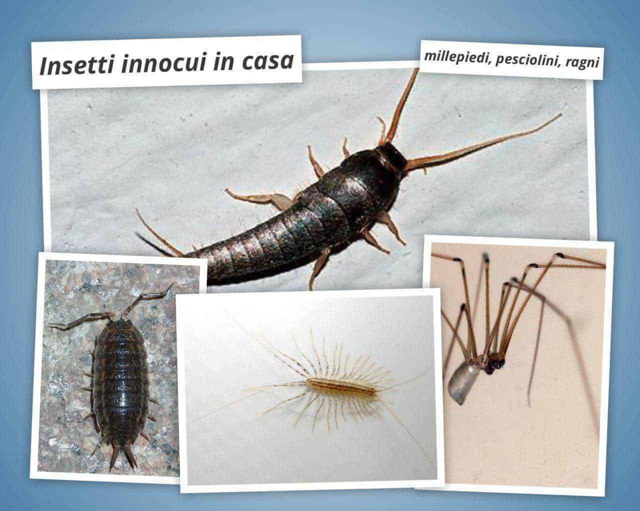 Insetti innocui in casa: millepiedi, pesciolini, ragni e altri piccoli insetti domestici. Fotografie di vari insetti come millepiedi, acari e ragni, con descrizioni su come identificare e gestire gli insetti in casa.