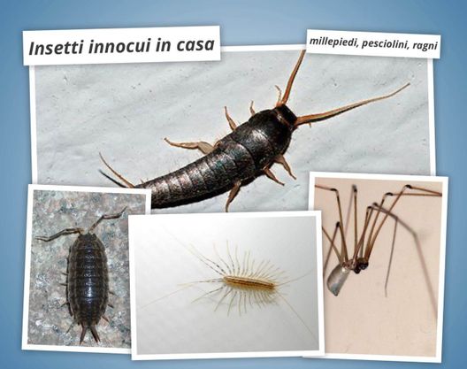 4 tipi d’insetti in casa, danni e rimedi - Insetti innocui