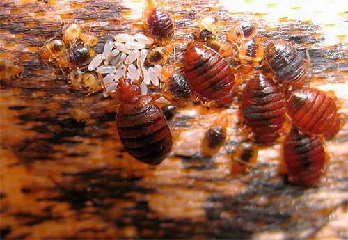 4 tipi d’insetti in casa, danni e rimedi - cimici