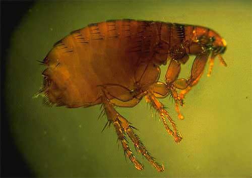 4 tipi d’insetti in casa, danni e rimedi - Insetti domestici che pungono - pulci