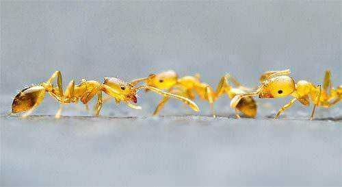 Ants-chewing-each-other-close-up.