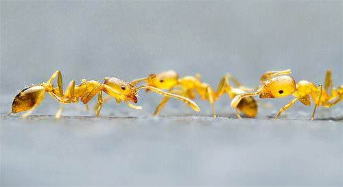 4 tipi d’insetti in casa, danni e rimedi - formiche