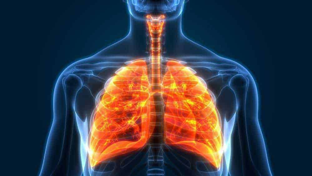 Anatomia dei polmoni e apparato respiratorio