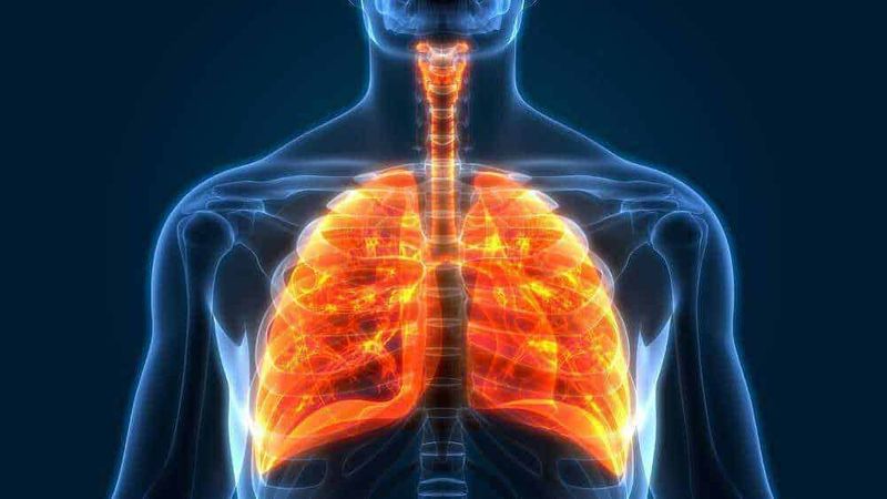 Come pulire i polmoni in 72 ore: cosa sapere davvero 3 Anatomia dei polmoni e apparato respiratorio