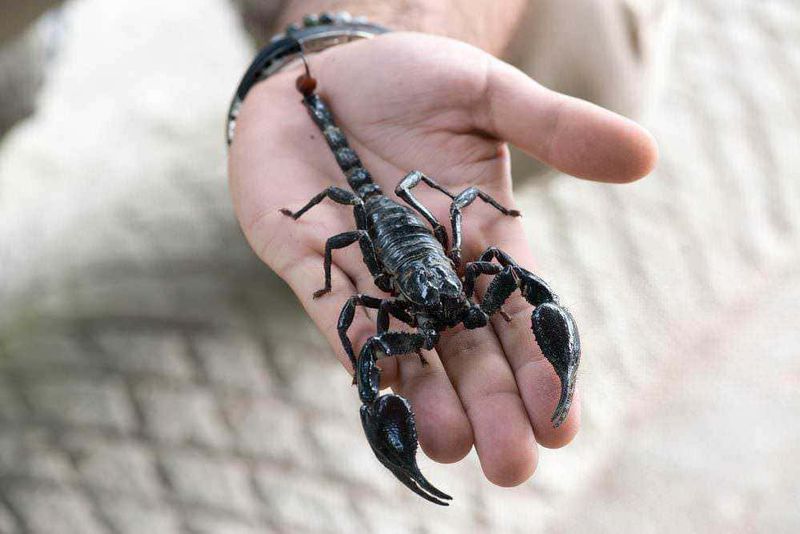 Come riconoscere le punture di insetti 13 Scorpione nero sulla mano maschile