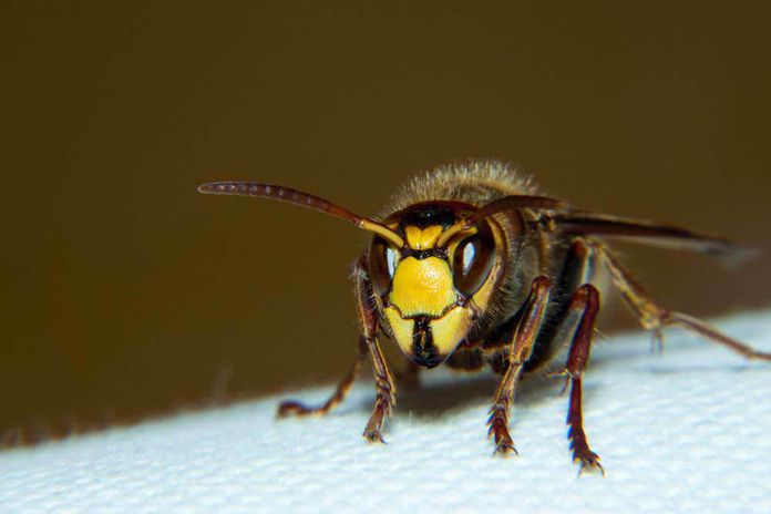 Come riconoscere le punture di insetti per curarsi bene