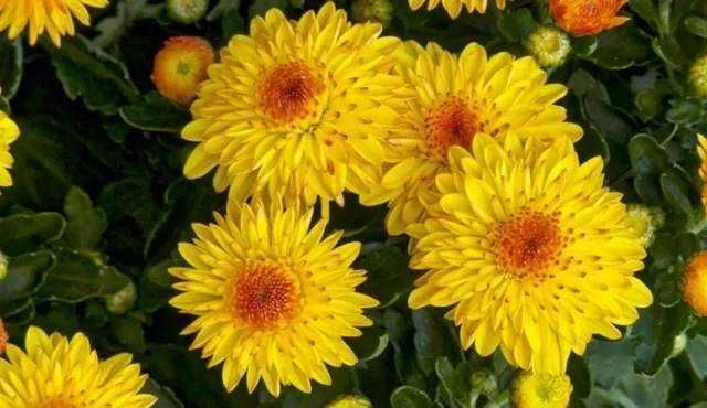 Fiore di crisantemo bianco con centro giallo